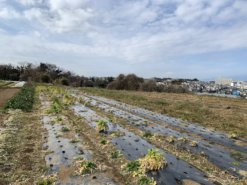 鎌倉農泊推進協議会（神奈川県鎌倉市）の鎌倉野菜の写真